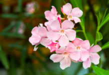 Oleandro 699 0 025 Oleandro_ok